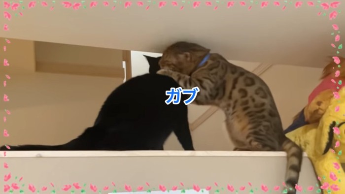 首を噛まれる黒猫