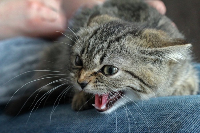 シャーする子猫