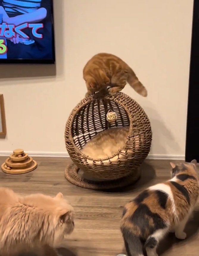 3匹の猫