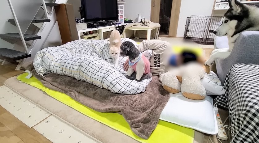 布団の上に乗る子猫と犬