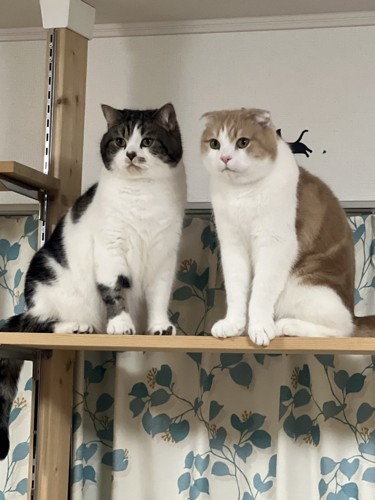 キャットタワーの上から遠くを見つめる2匹の猫