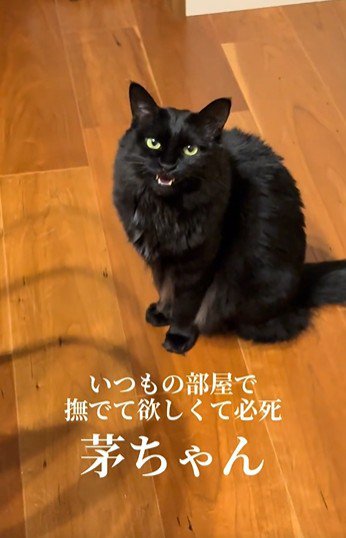 床に座っている猫