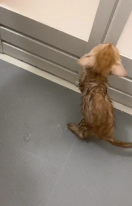 お風呂を嫌がる子猫