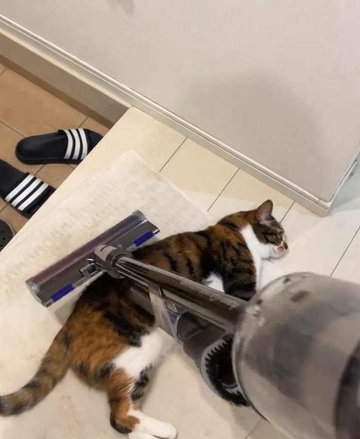 ゴロゴロする猫