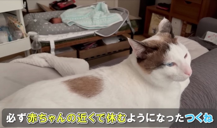 赤ちゃんの近くにいる猫