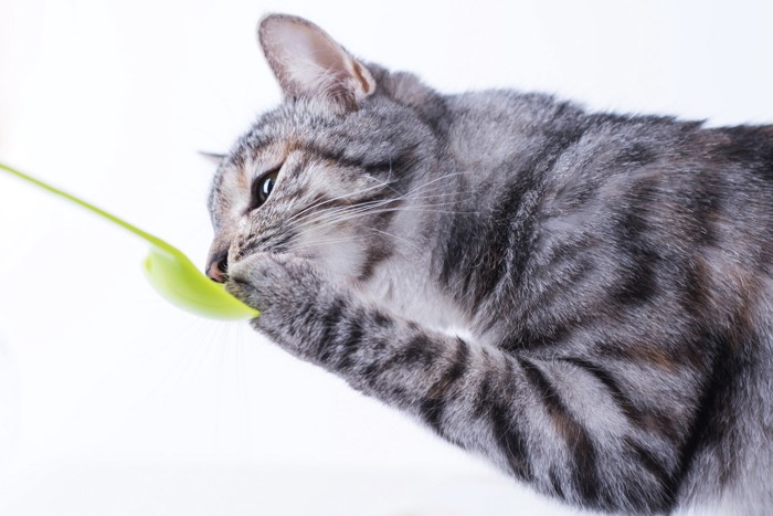 スプーンから食べ物をもらっている猫