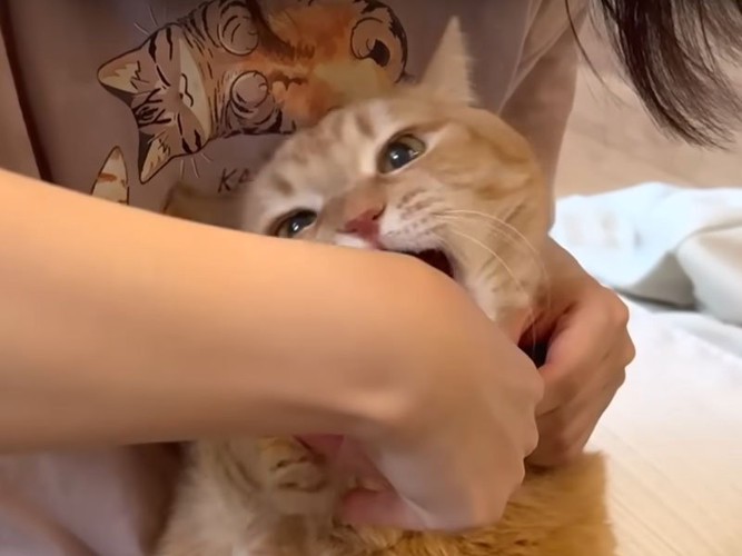 爪切りをされる猫