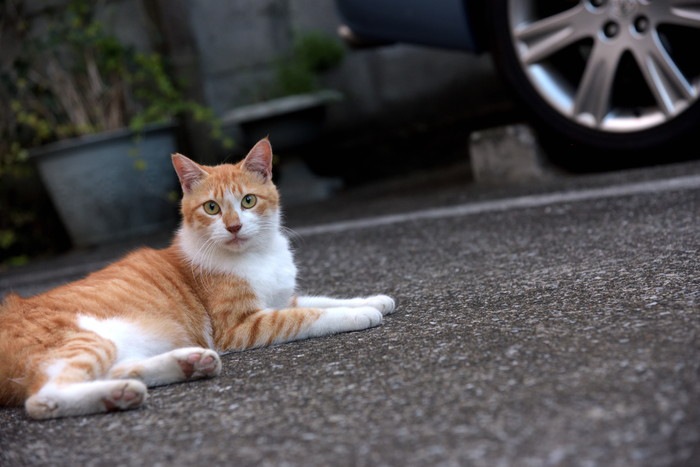 くつろぐ野良猫の写真