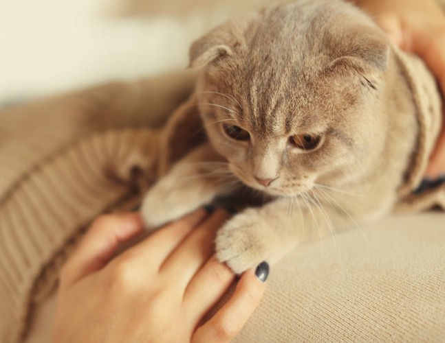 飼い主の手に手を乗せる猫