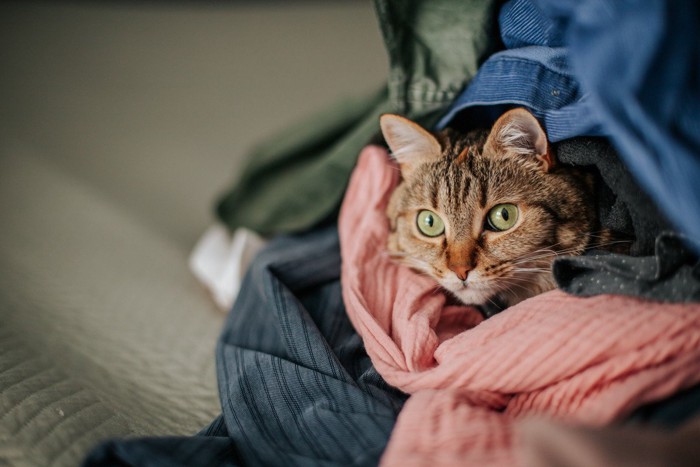 洋服の間に埋もれる猫