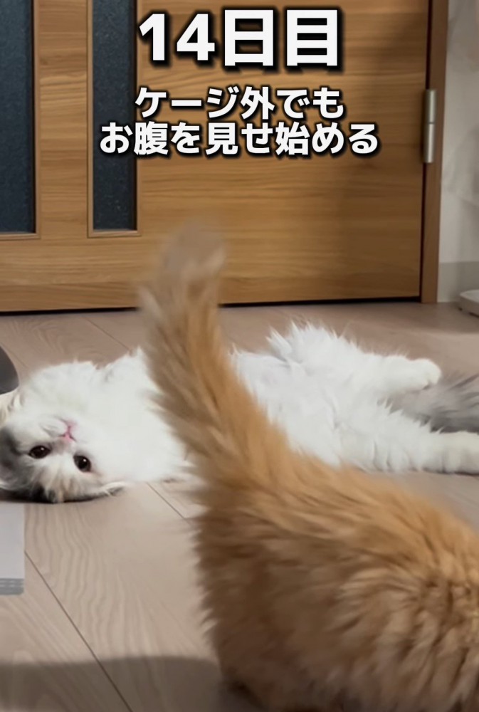 ヘソ天の猫