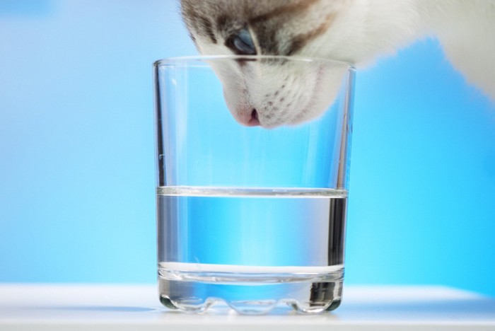 コップの中の水を覗き込む猫