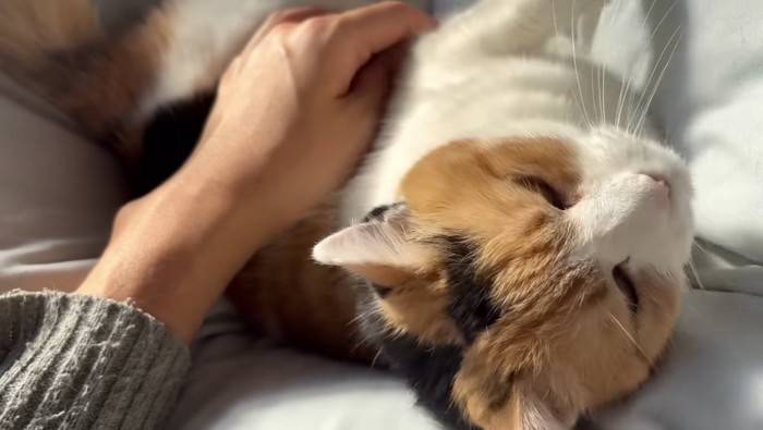 主さんの手がミケに乗っている姿