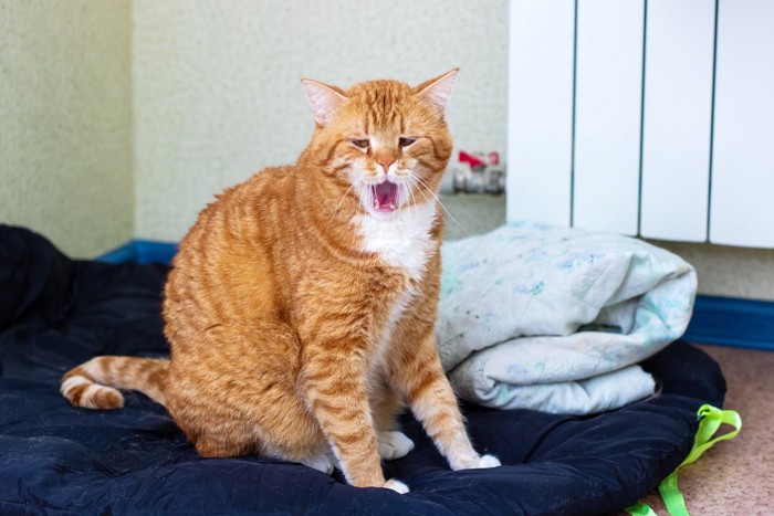 あくびの途中でヘンな顔になった猫