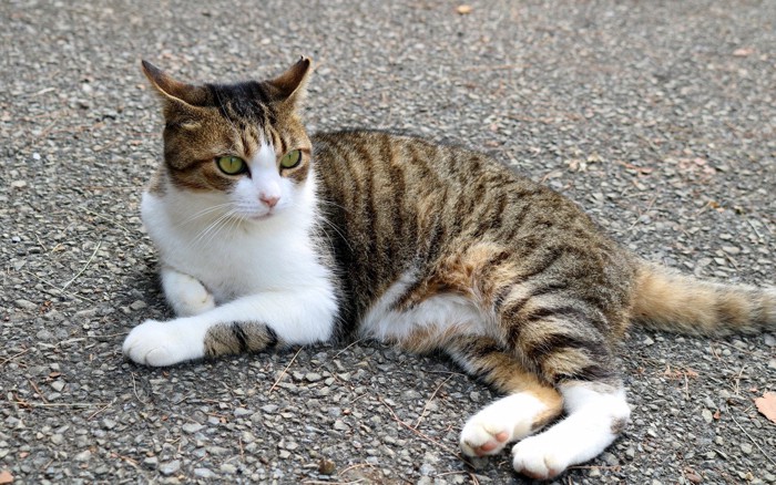 アスファルトでくつろぐ猫