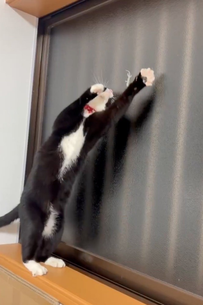 前足を伸ばして捕まえようとする猫