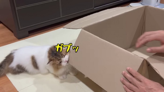 ダンボールを噛む猫