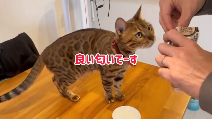 人の手に顔を近づける猫