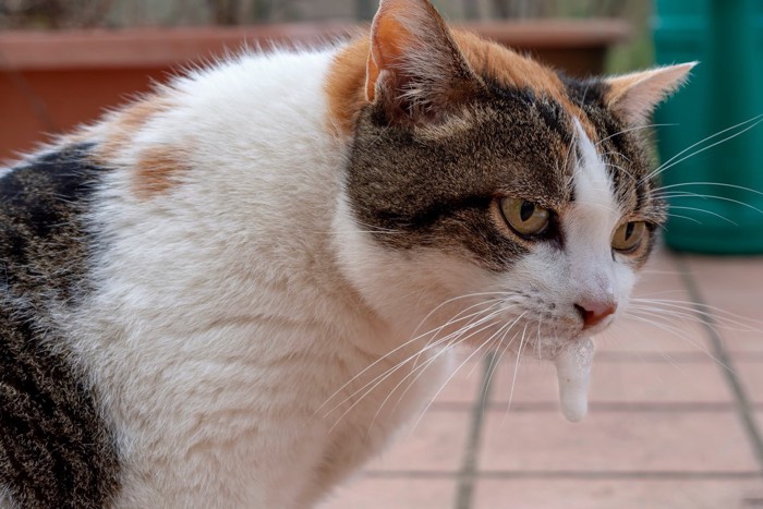 口から泡を吹く猫