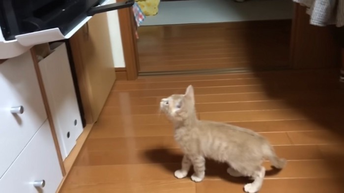 プリンターを見る子猫