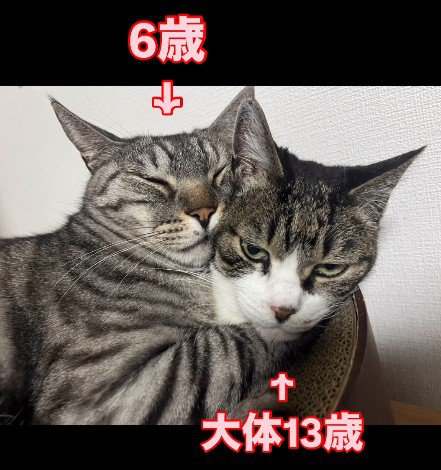 猫用ベッドの中の2匹の猫