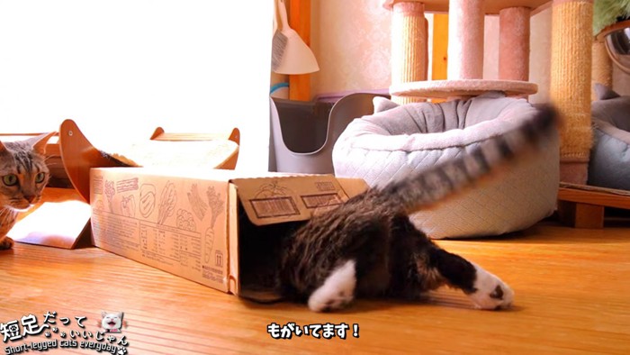 後ろ足を伸ばして箱に入っている猫