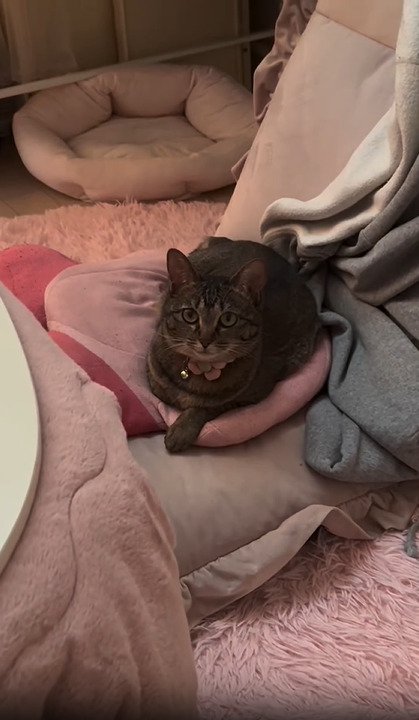 座椅子に伏せる猫