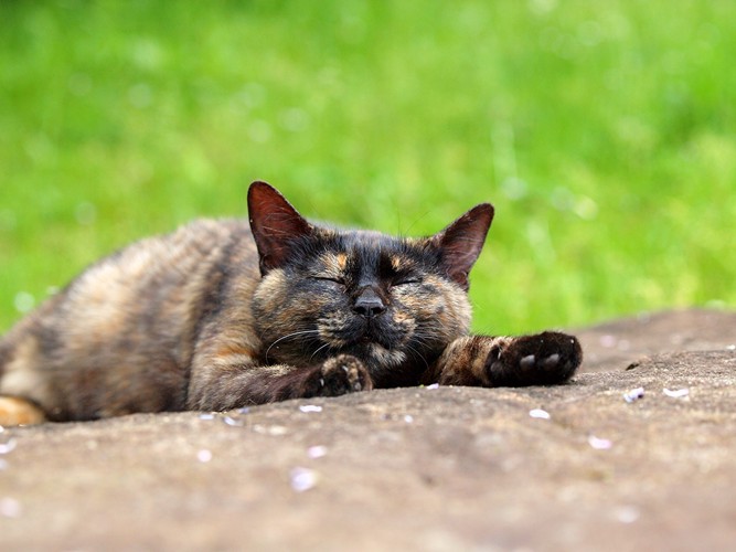 転がるサビ猫