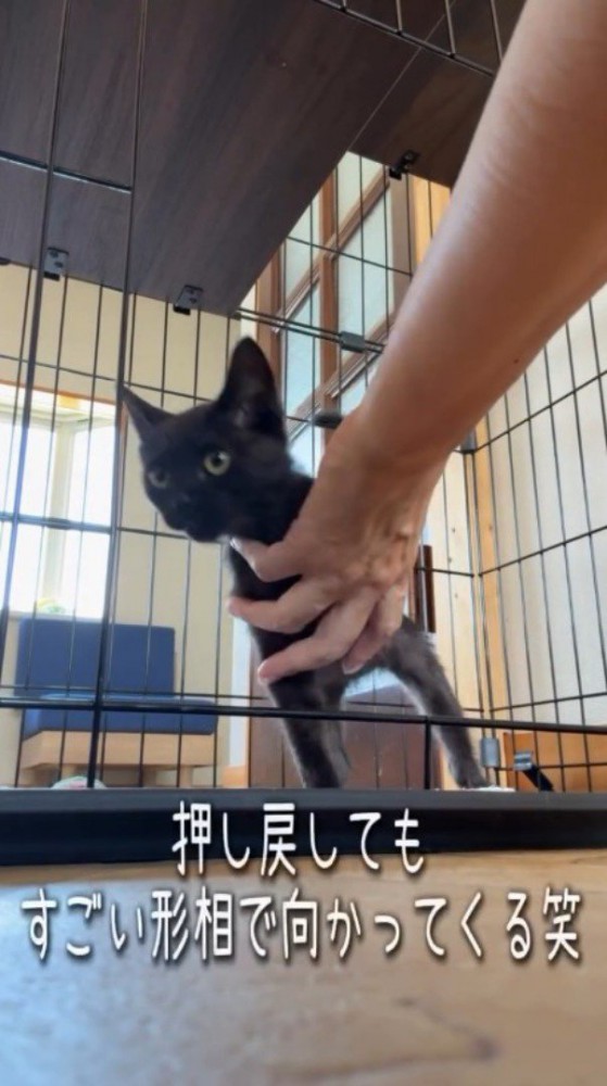 ケージの中へ押し戻そうとする投稿者の手に抗う、黒猫の子猫