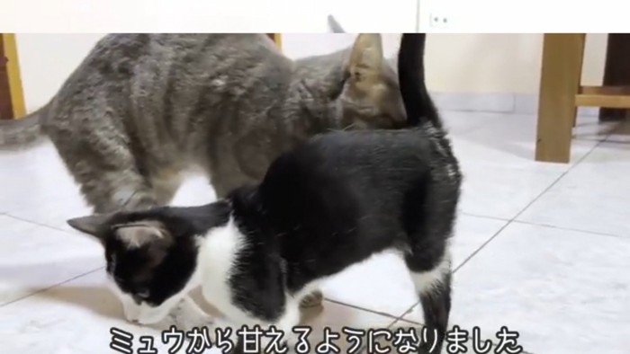 寄り添う猫