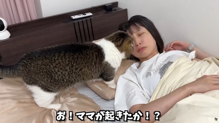 眠っている女性の横にいる猫