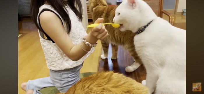 猫カフェスタイル