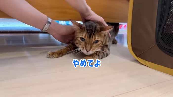 家具の下から出される猫