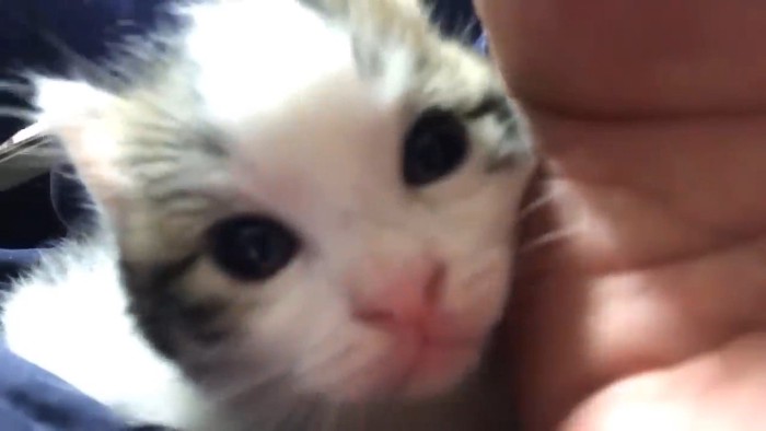 ドアップ