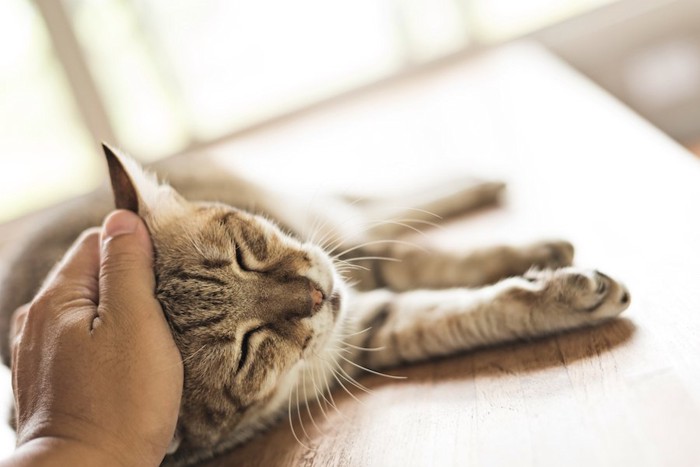 机の上で寝転んで頭をなでられている猫