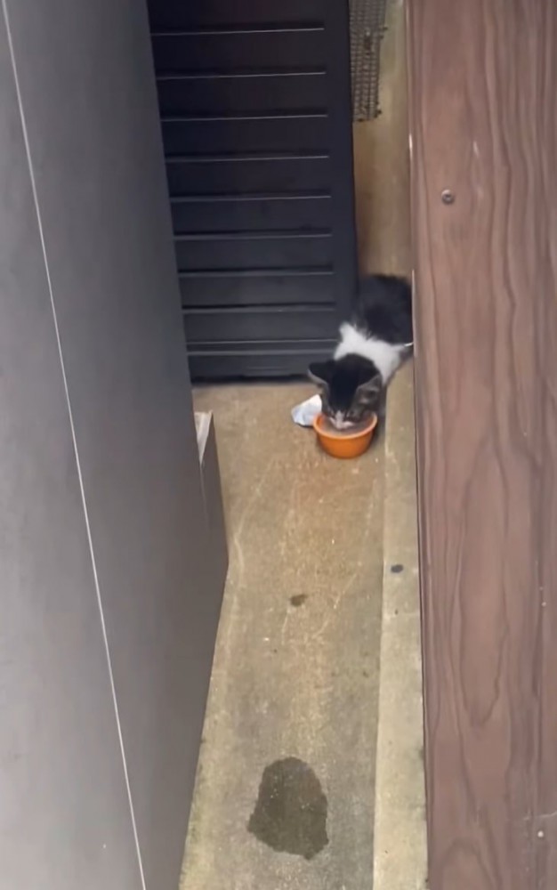 食べる子猫