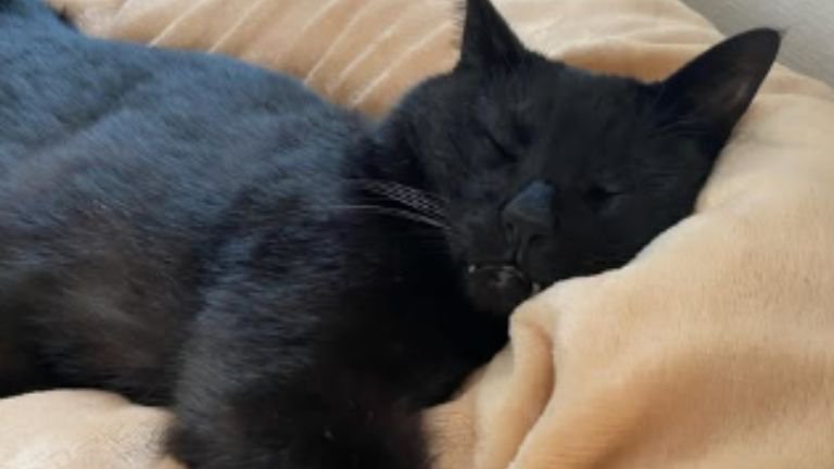 室内にいる猫