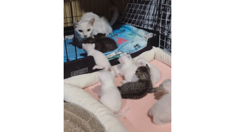 ケージの中の猫