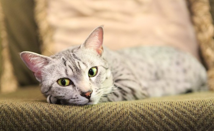 元気なさそうにソファーに座る猫