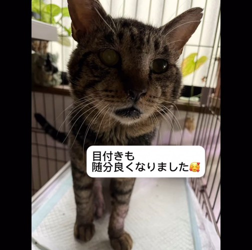 カメラの前に立つ猫