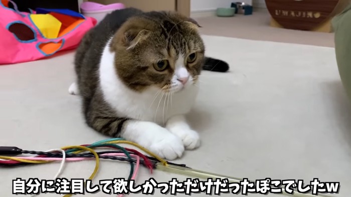 伏せの姿勢の猫