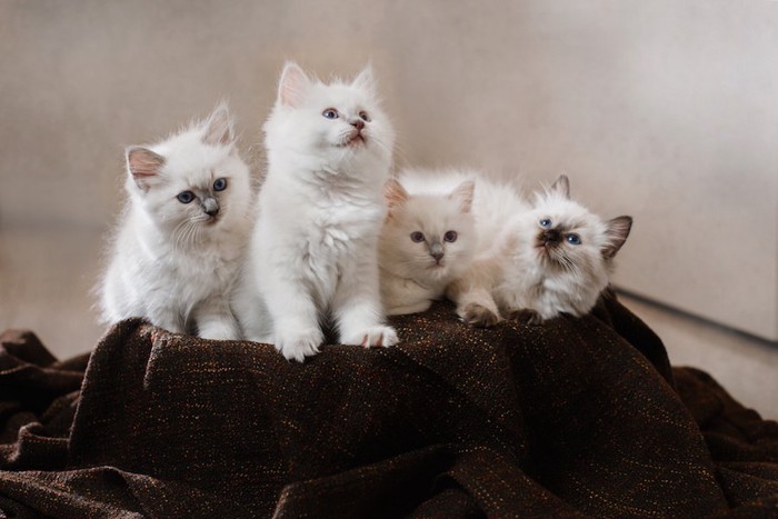 寄り添ってブランケットの上でくつろぐ子猫たち