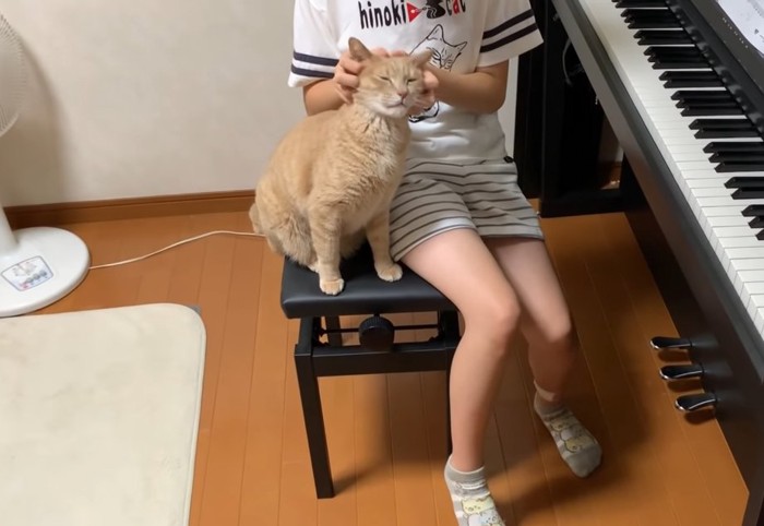 撫でられている猫