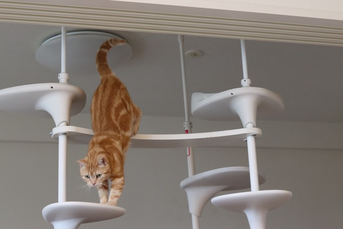 キャットタワーから降りてくるアメリカンショートヘア