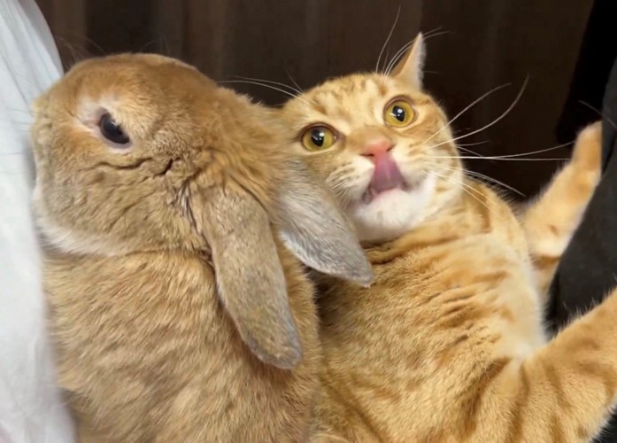 うさぎと舌を出している猫
