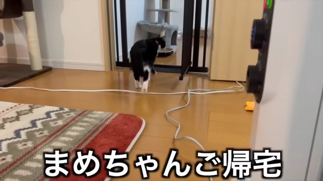 猫の後ろ姿