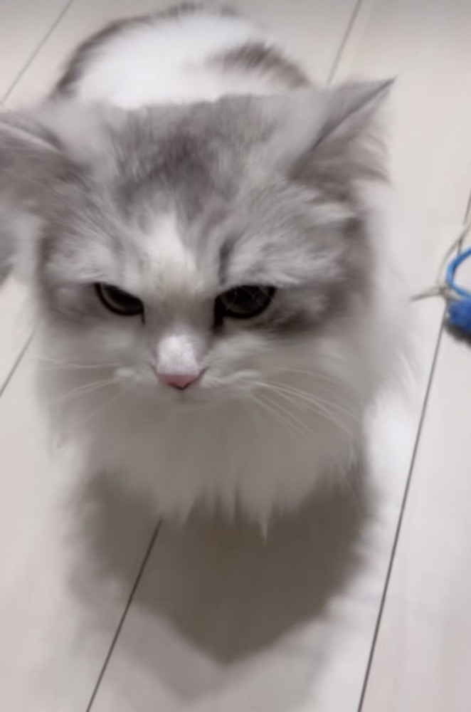 ママを止める方法を考えるミヌエット