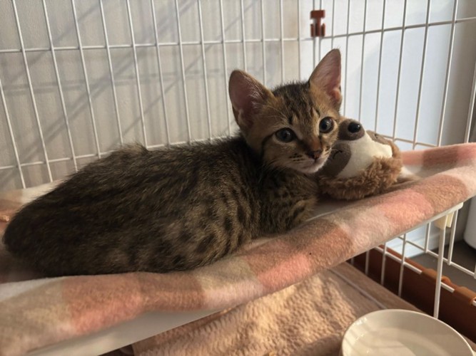 ぬいぐるみと一緒にハンモックの上にいる子猫
