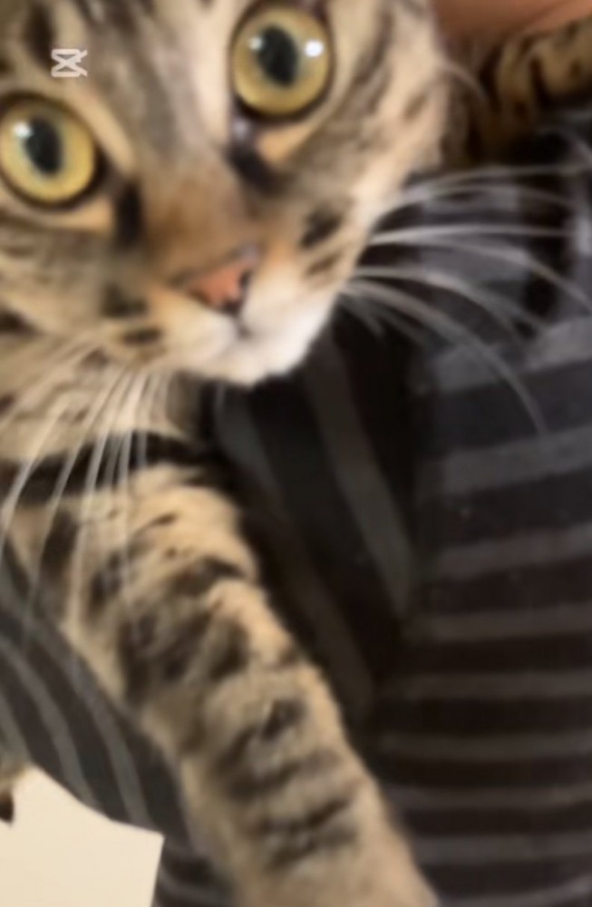 見つめる猫