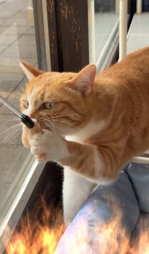 猫じゃらしをくわえて引っ張っている猫